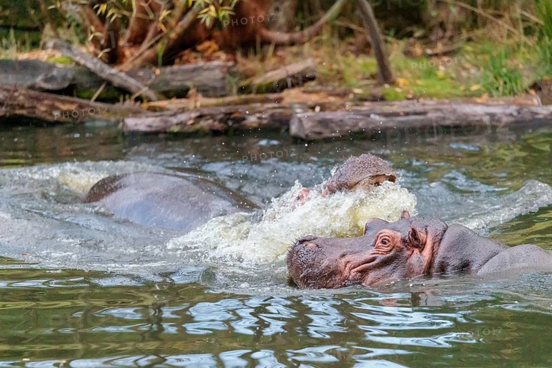 Two adult hippos (Hippopotamus amphibius) are fighting in the water. Democratic Republic of the Congo, Uganda, Tanzania, Kenya, Ethiopia, Somalia, Sudan, Gambia, South Africa