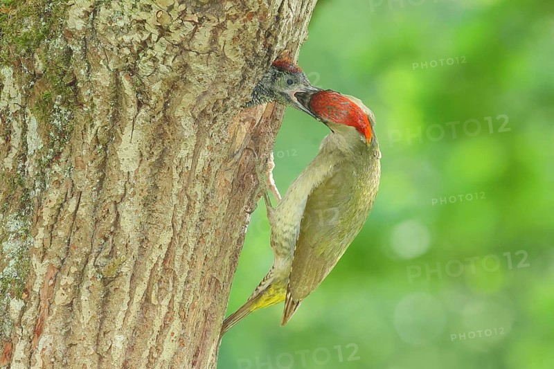 Green woodpecker (Picus viridis) female feeds young bird in breeding cavity in an old oak tree, wildlife, woodpeckers, woodpecker, nature photography, Neunkirchen, spring, Siegerland, North Rhine-Westphalia, Germany