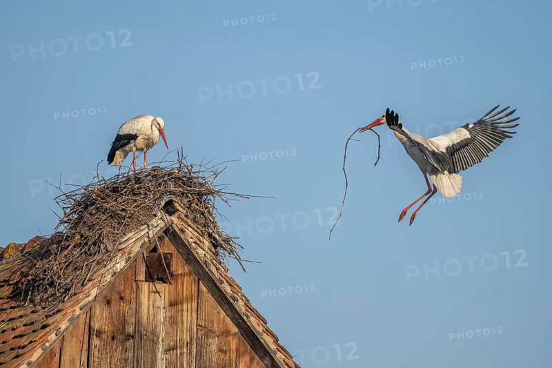 Two white storks (ciconia ciconia) at the start of the nesting season. One is on the nest while the other is fetching branches in flight. Muttersholtz, Bas Rhin, Alsace, France