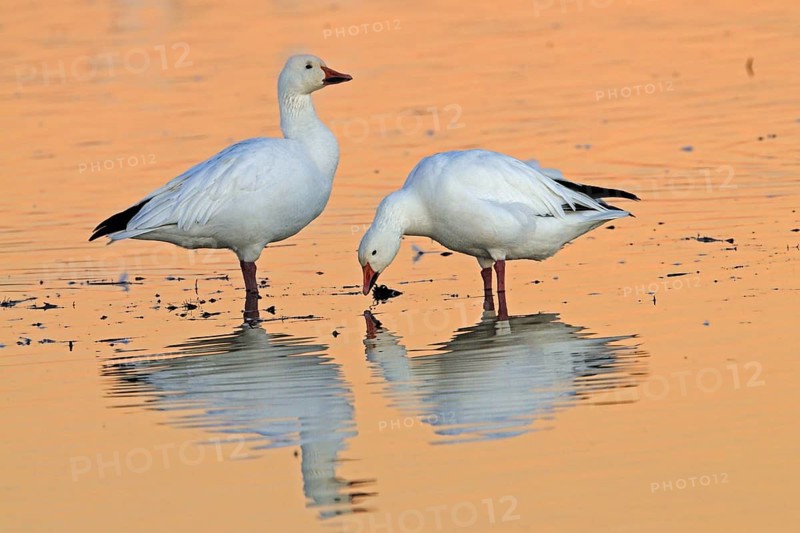Snow Goose, Bosque del Apache, New Mexico, USA. Snow Goose, Bosque del Apache, New Mexico, United States of America