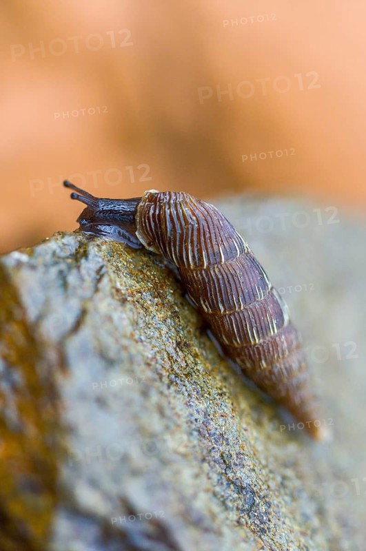 Bulbous sphincous snail, macrogastra ventricosa, sphincous snail, gastropod, high size, portrait, mollusca, snails, molluscs