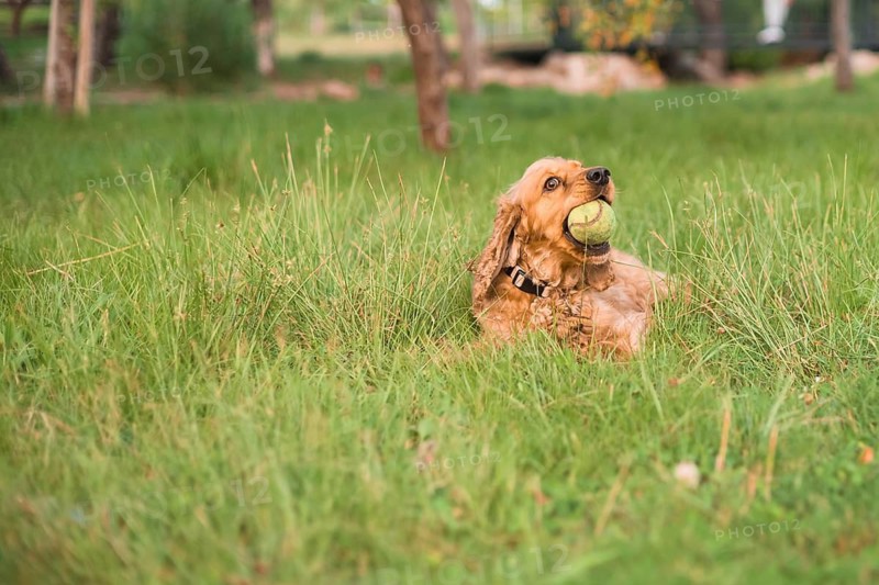 A dog lies in the grass with a ball, looking attentive and ready to play