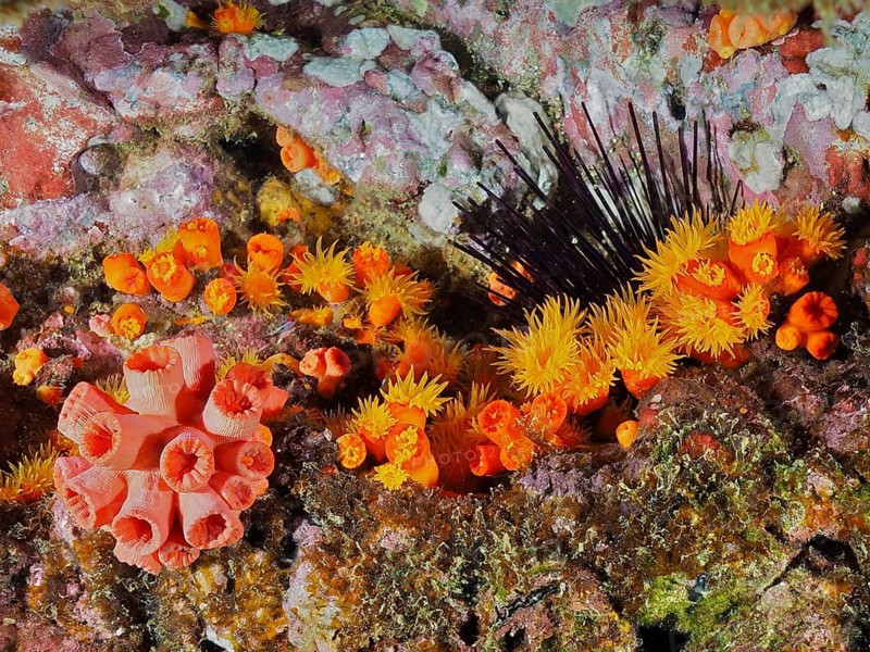 Bright orange and yellow corals, including the orange cup coral (Tubastraea coccinea), lend the reef a vibrant atmosphere, Cano Island dive site, Uvita, Costa Rica, Pacific Ocean, Central America