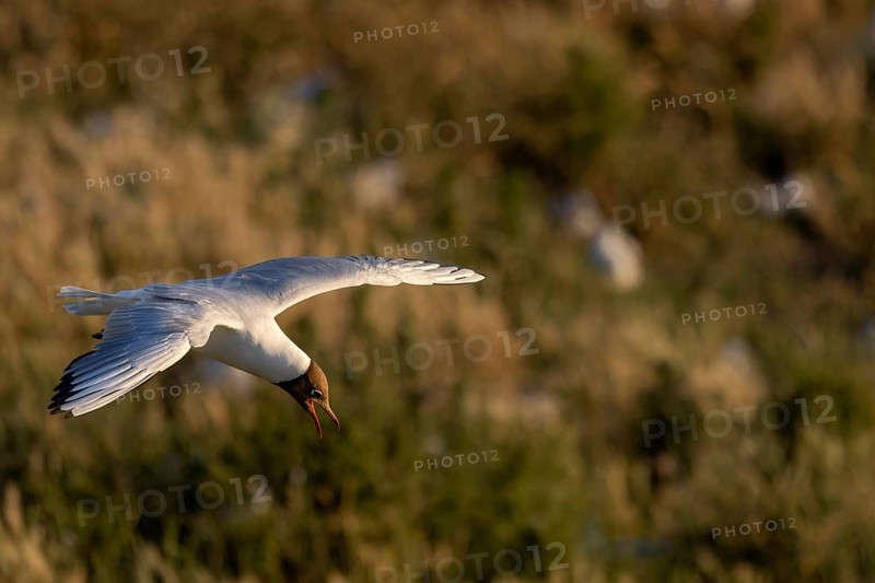 In the evening sunlight, a black-headed gull (Chroicocephalus ridibundus) flies over the breeding colony, gull cry, breeding plumage, breeding season, June, Eidersperrwerk, Germany