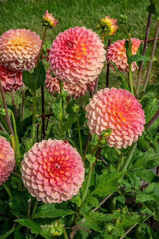 Flowering Dahlias (Dahlia), variety Pink suffusion in the Dahlia Farm in Löderup, Ystad municipality, Skåne County, Sweden, Scandinavia