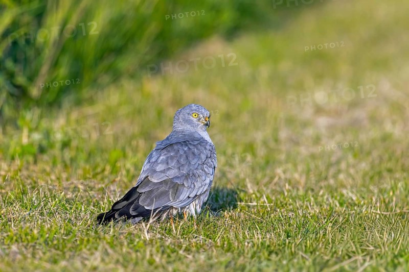 Montagu's harrier (Circus pygargus) adult male sitting on the ground looking for prey in freshly mowed grassland in spring