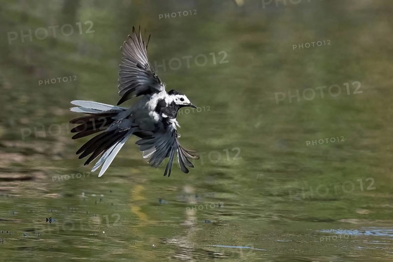 A white wagtail (Motacilla alba) flies just above the water's surface, its wings spread wide, against a natural backdrop, Hesse, Germany