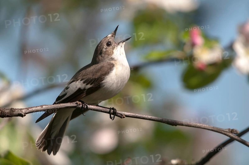 Ficedula hypoleuca, pied flycatcher, mourning snapper, mourning snapper, birds, song, passeri, singing, songbirds, birds
