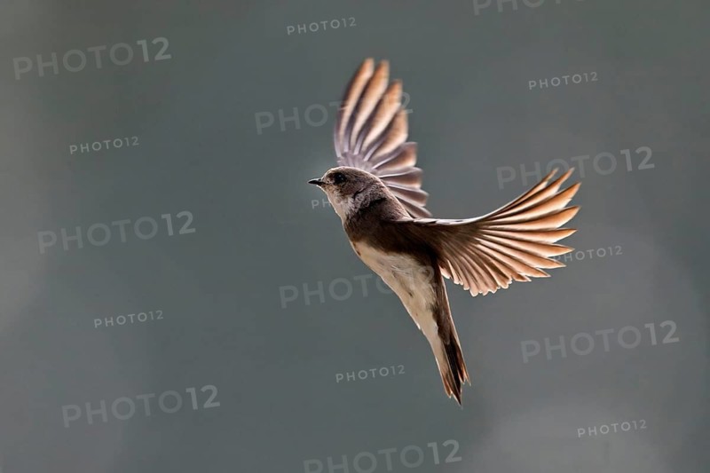 Sand Martin (Riparia riparia), in flight, Reussegg Nature Reserve, Canton of Aargau, Switzerland