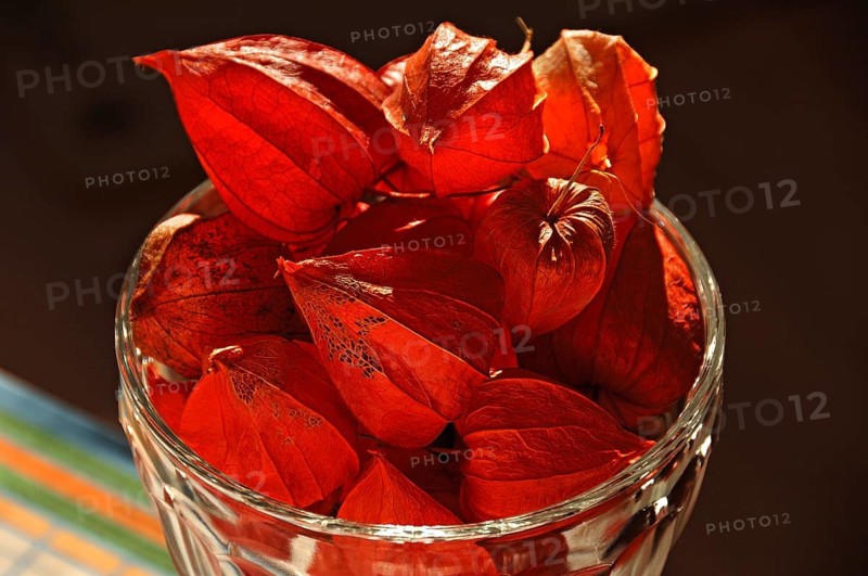 Flowers of a Chinese lantern plant (Physalis alkekengi) in a glass, backlit