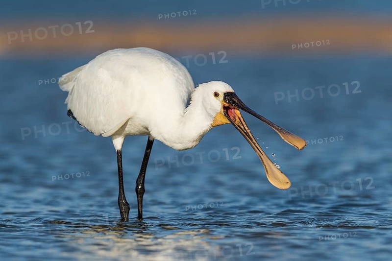 Eurasian Spoonbill (Platalea leucorodia) foraging, Eilat, Israel