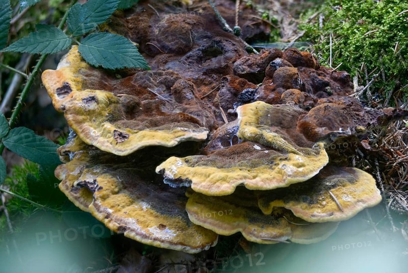 Tree sponge relatives, brown porling, spruce brown porling, fomitopsidaceae, yellow brown porling, pine brown porling, softwood brown porling, Phaeolus pigitzii, Phaeolus spadiceus, Dyer's polypore, fungi, mushrooms, velvet top fungus