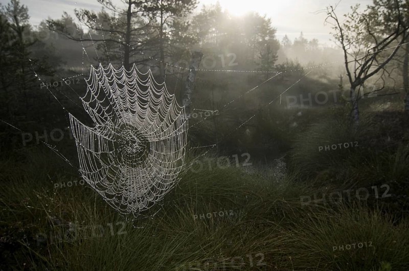 Spider web with dew drops, morning dew, water drops, fog, landscape, moor, moor landscape, Spatenbräu felt, Moosham, Bavaria, Germany
