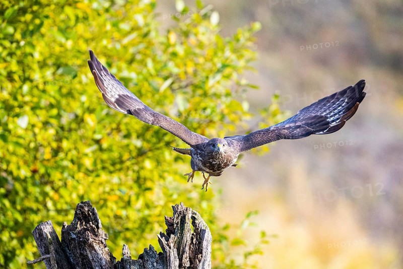 Common Buzzard (Buteo buteo) Germany