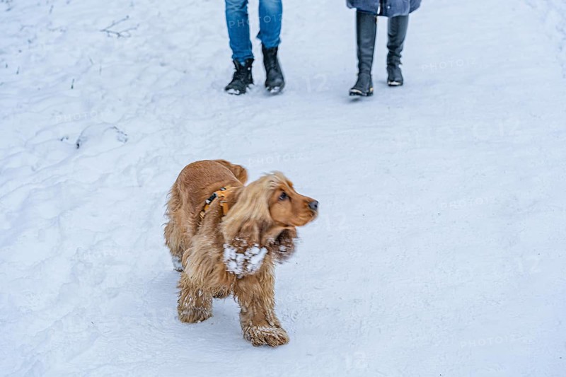 A red dog of the Cocker Spaniel breed walks in the snow in winter. behind are dog owners? An English Cocker Spaniel walks through fresh snow on a winter path, its long fur covered with white flakes. Two people in coats and boots walk ahead, creating a peaceful cold-season atmosphere. Tall trees and soft snowbanks frame the scene, highlighting companionship, outdoor leisure, and the natural beauty of a quiet winter landscape