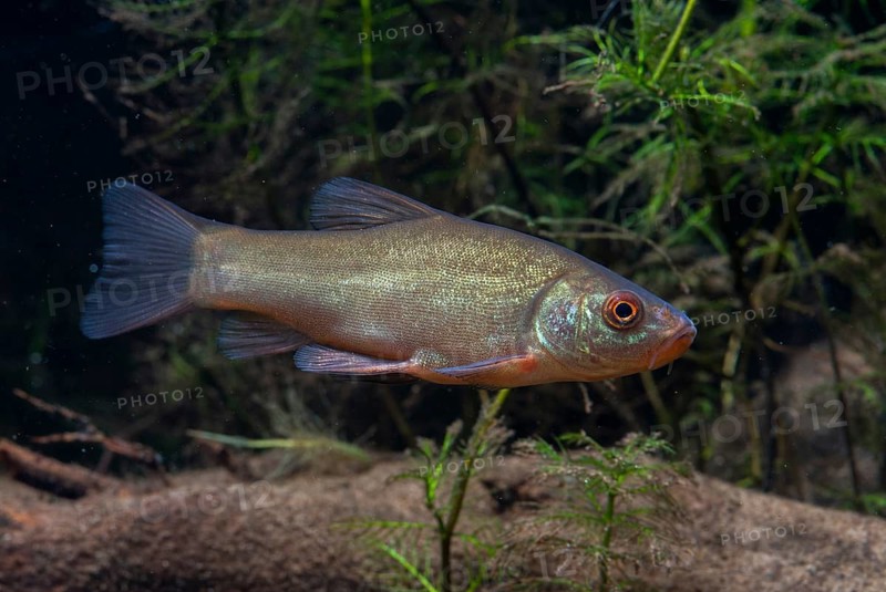 Schleie, Tench, Tinca Tinca, Doctor Fish, Fishes, Pisces