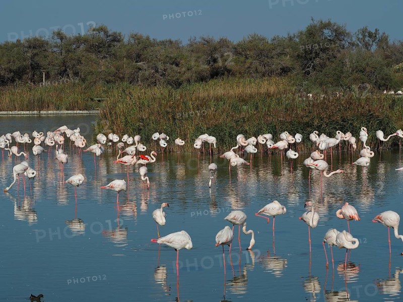 A large flock of flamingos, including greater flamingos (Phoenicopterus roseus), are spread out across a vast expanse of water beneath a clear sky, Camargue, Provence, France