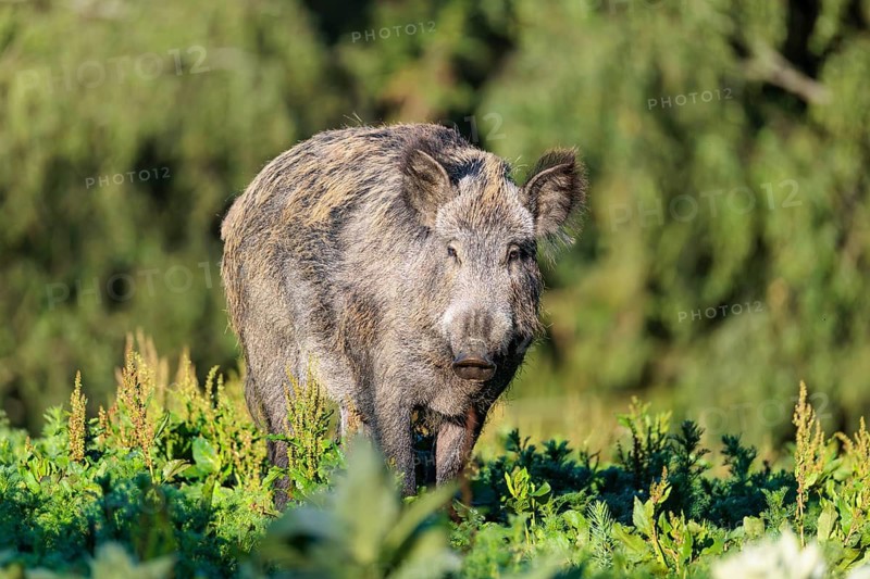 A female wild boar (Sus scrofa) is out foraging in a green clearing on a sunny morning. Bavaria, Germany