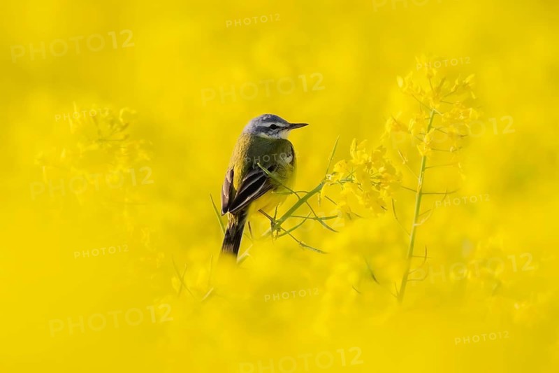 In spring, a nuthatch sits in a blooming canola field near Frankfurt am Main, Frankfurt am Main, Hesse, Germany