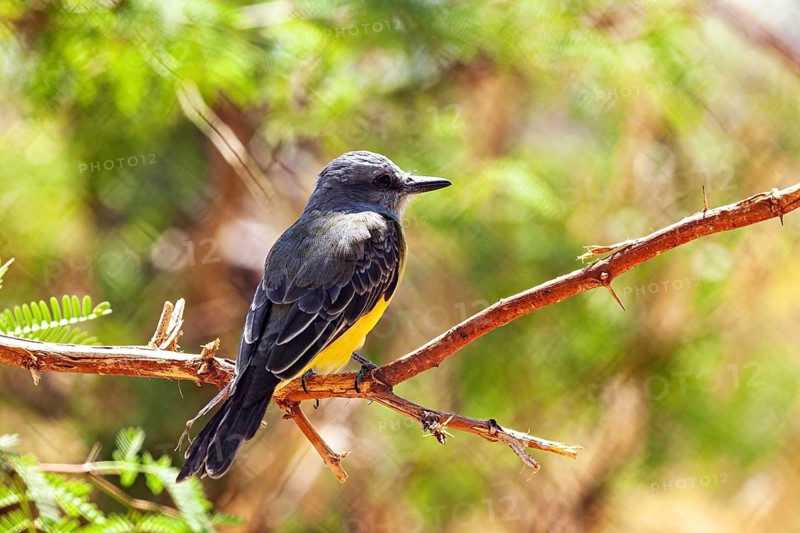 A bird with a yellow belly perched on a branch, surrounded by natural greenery in the sunlight: a mourning tyrant in an enclosure in Petrolina, Brazil (Tyrannus melancholicus)