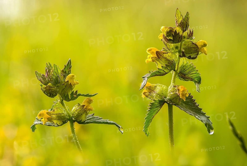 Brownwort family, small rattlespot, rhinanthus minor, scrophulariaceae, cockscomb, flora, hayrattle, rattlespot, little yellow rattle, plants, yellow rattle