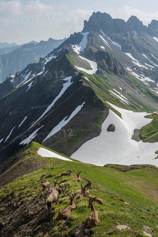 Animals, mammals, ibex, ibexes sitting on a grassy slope against an Alpine backdrop, (Capra ibex), Elbigenalp, Tyrol, Austria