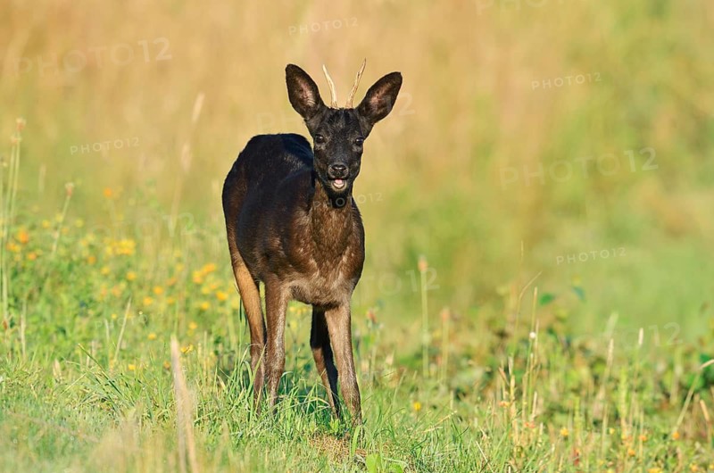 European roe deer (Capreolus capreolus), black roebuck, Lower Saxony, Germany