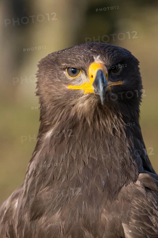 Portrait of Aquila nipalensis, steppe eagle, in late light with green background