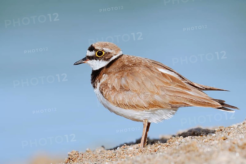 Little Ringed Plover (Charadrius dubius, Thinornis dubius), North Rhine-Westphalia, Germany