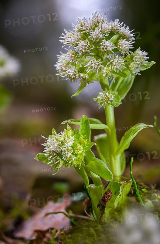 Asteraceae, daisy, butterbur, petasites albus, white butterbur, flora, high size, vertical format, plants, plants