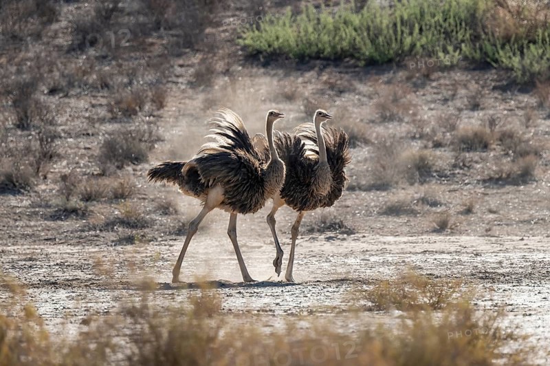 Two females, common ostrich (Struthio camelus) fluffed up up, Kgalagadi Transfrontier National Park, Northern Cape, South Africa