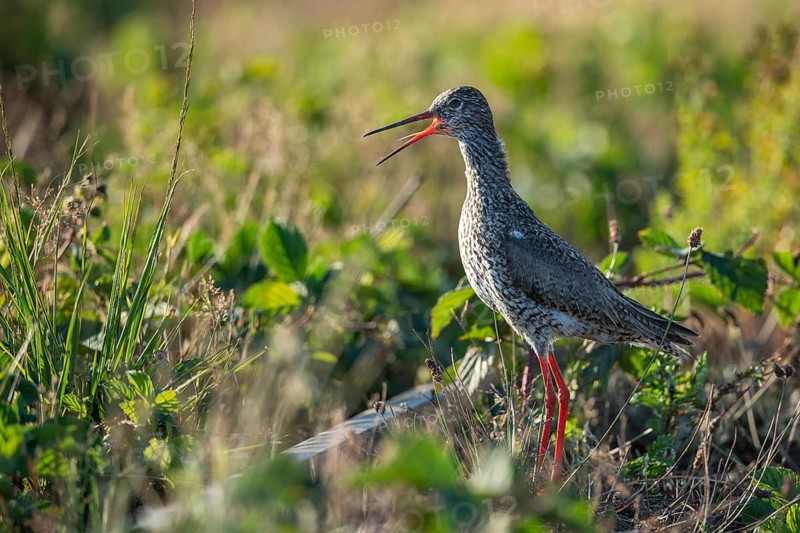 Common Redshank (Tringa totanus), Goldenstedt, Lower Saxony, Germany