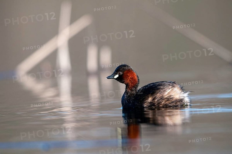 Littele Grebe, Tachybaptus Ruficollis, Little Grebe, Birds, Dabchick, Grebe, Grebe, Podicipedidae, Divers, Birds, Waterbirds