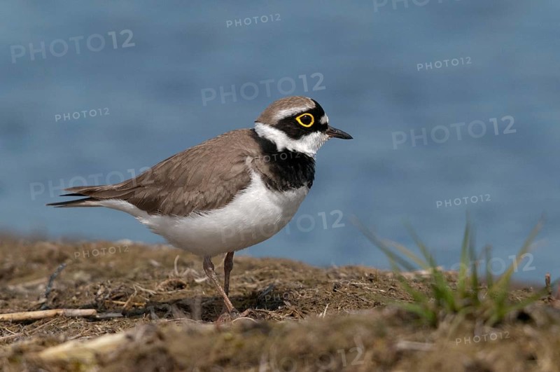 Charadrius dubius, plover, little ringed plover, birds, charadriiformes, limikolen, plower, plover, birds, waders, waders