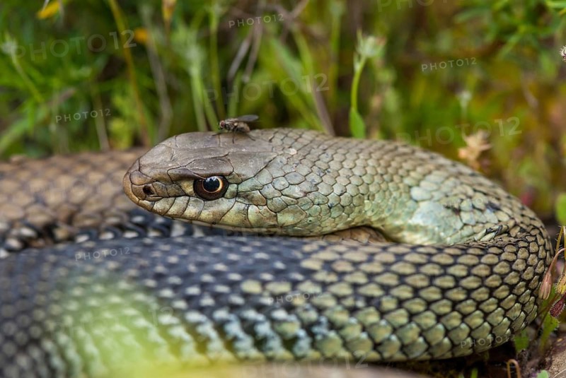 Lizard snake, European lizard snake, Malpolon monspessulanus, Montpellier snake, critters, Extremadura, reptilia, reptiles, snakes, snakes, Spain