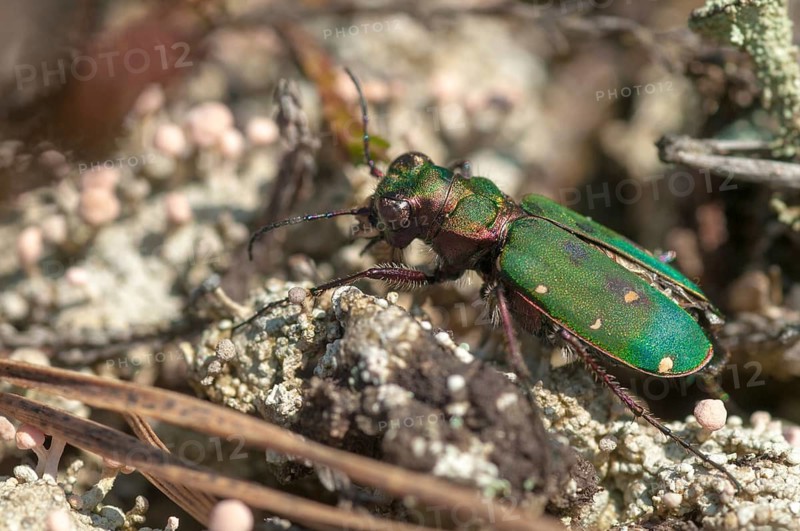 Carabidae, Cicindela campestris, field sandground beetles, sandground beetles, beetles, Coleoptera, arthropods, green tiger beetles, insects, beetles, ground beetles