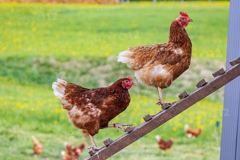 Chickens and a rooster on a poultry pasture with an outlet. St. Johann, Baden-Württemberg, Germany