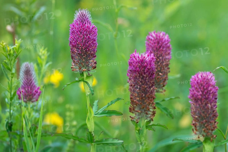 Fabaceae, foxtail clover, ornamental clover, purple clover, butterflies, trifolium rubens, flora, plants, plants