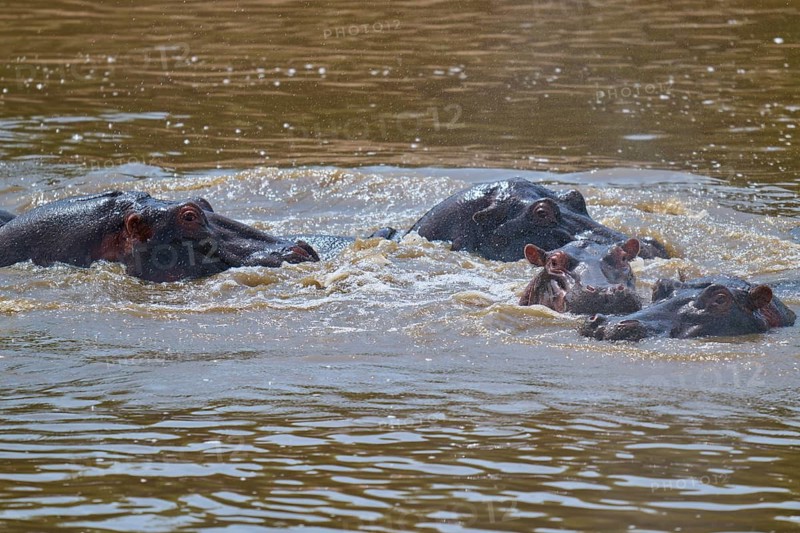 Several hippos emerge from the water's surface, the water ripples around them. Hippopotamus (Hippopotamus amphibius), Masai Mara National Reserve, Narok County, Kenya