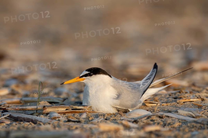 A typical feature of the Little Tern (Sternula albifrons) is its orange beak with a black tip, rare, endangered, breeding season, clutch, June, North Sea coast, June, Denmark