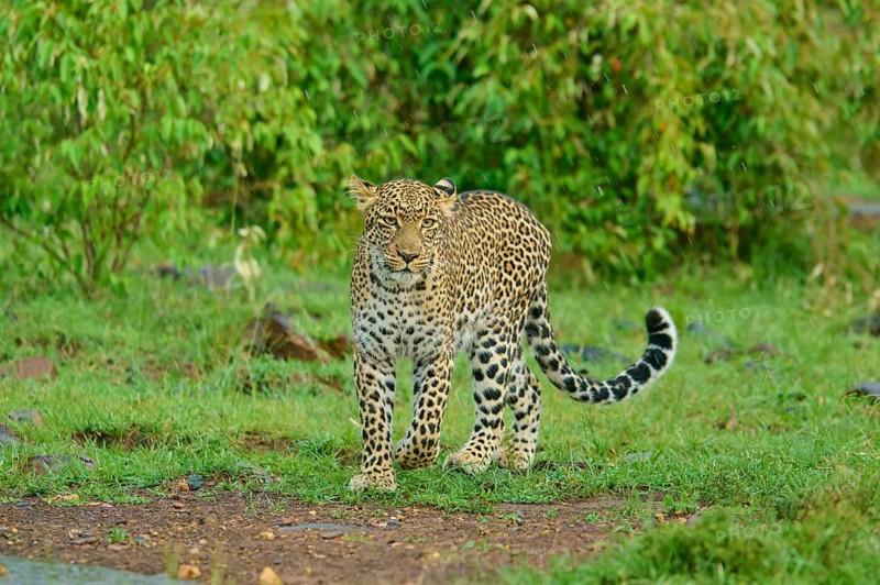 A leopard watches its surroundings intently in the green countryside, leopard (Panthera pardus), Masai Mara National Reserve, Narok County, Kenya