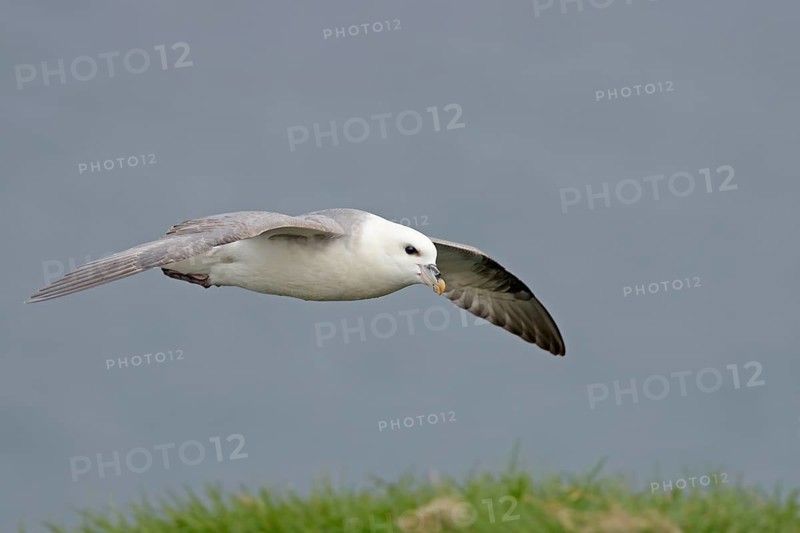 Polar fulmar (Fulmarus glacialis) in flight. North coast of the Snaefellsnes Peninsula. Iceland