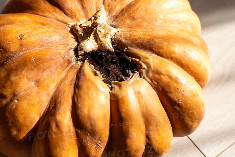 A large, orange pumpkin with a slightly damaged surface sits on a light wooden floor. Sunlight casts shadows, highlighting its texture and imperfections