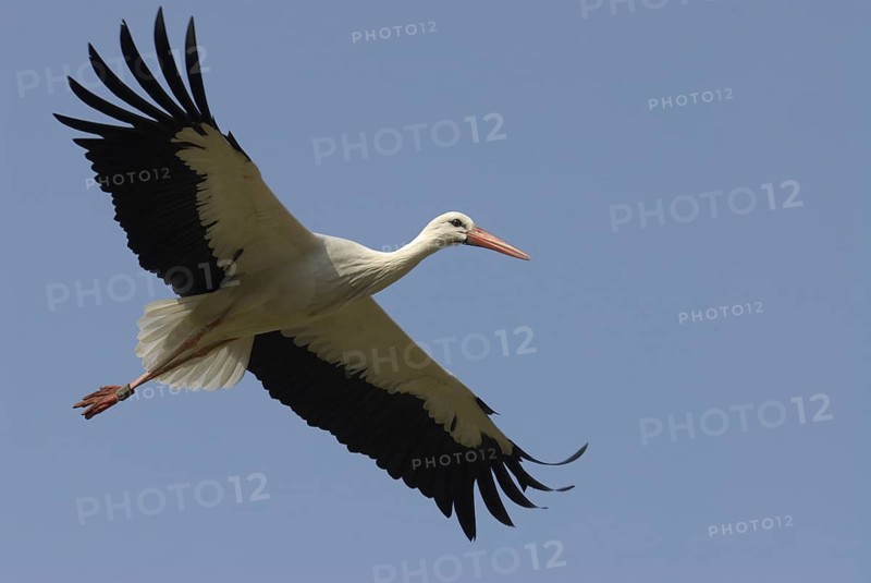 White stork, Ciconia ciconia, flying