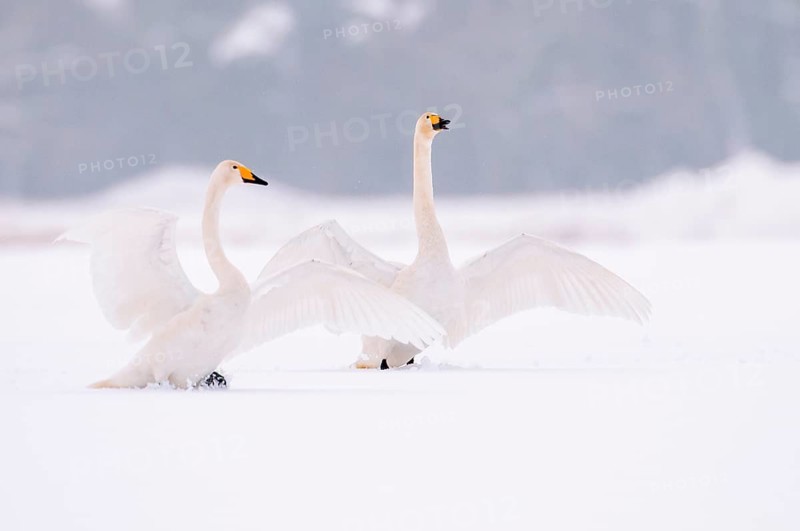Whooper Swan (Cygnus cygnus) in the snow, Goldenstedt, Lower Saxony, Germany