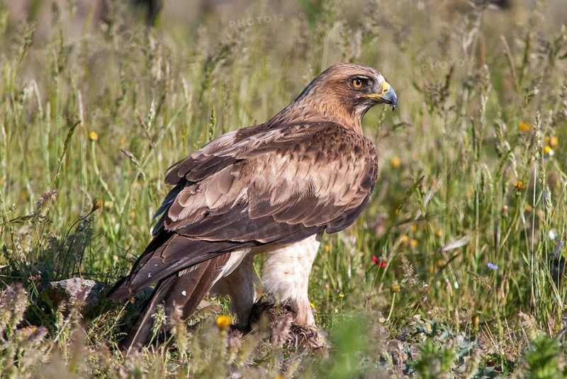 Accipitriformes, Booted Eagle, Hieraaetus Pennatus, Pygmy Eagle, Extremadura, Birds of Prey, Leo, Raptor, Raptors, Spain, Birds