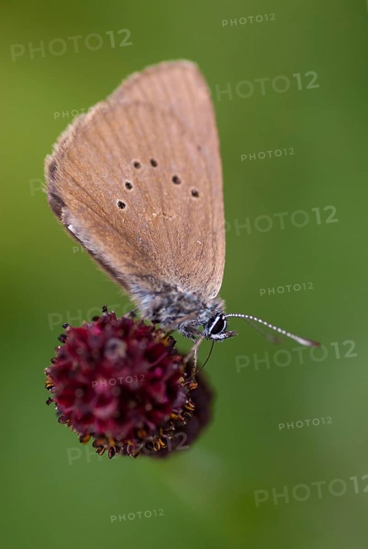 Ant blue, dark meadowbutton ant blue, dusky large blue, glaucopsyche nausithous, maculinea nausithous, phengaris nausithous, black blue meadowbutton ant blue, meadowbutton ant blue, butterfly, ffh, high size portrait, insects, butterfly, butterflies, butterflies, butterflies