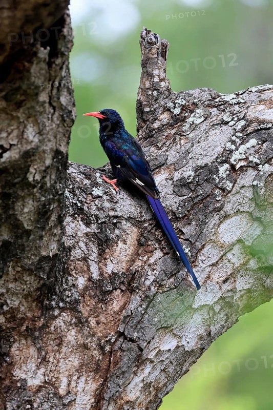 Purple-backed Woodpecker (Phoeniculus purpureus), tree-dwelling woodpecker, Kakelaar, adult, tree trunk, foraging, alert, Kruger National Park, South Africa