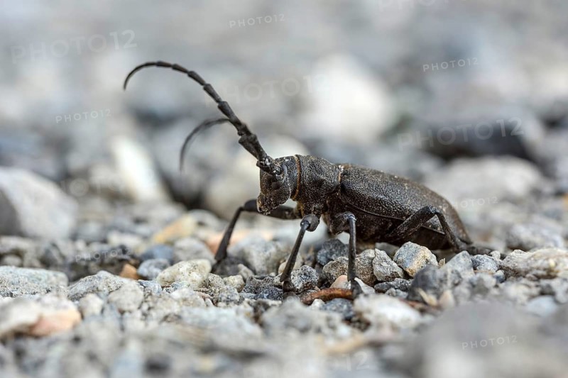 Animals, Insects, a weaver moth perched on a gravel surface (Lamia textor), Bavaria, Bavaria, Federal Republic of Germany
