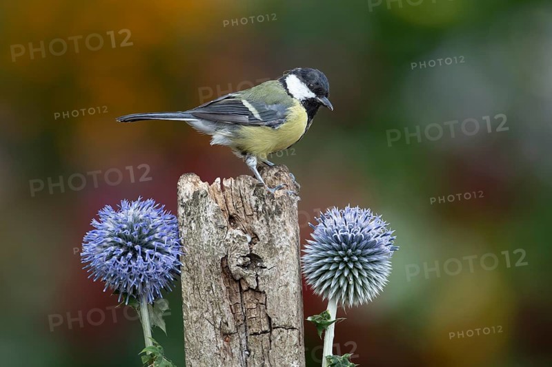 Great tit (Parus major) adult garden bird on a wooden post, England, United Kingdom